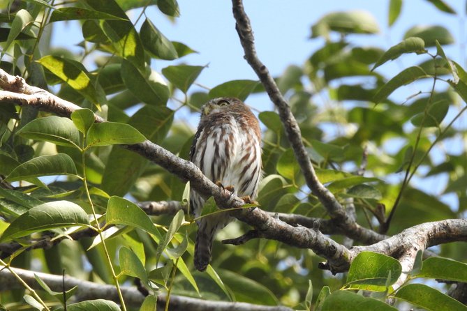 Birdwatching Cancun - Birds you can realistically expect to hear and see