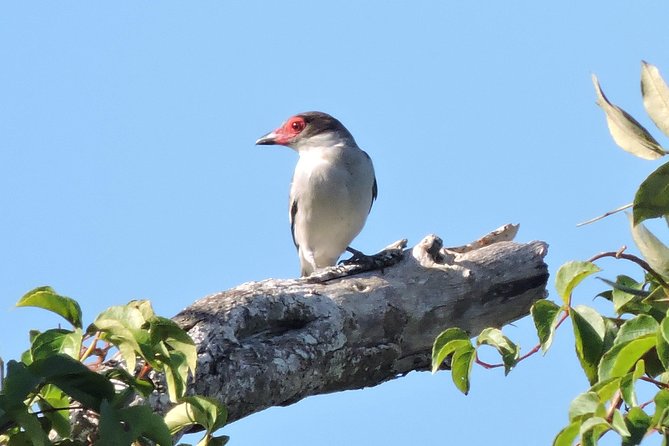 Birdwatching Cancun - What to pack for a jungle birding morning (and what to wear)