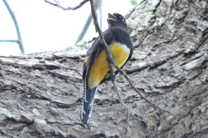 Birdwatching Cancun - Value check: is $165 worth it for Cancun birdwatching?