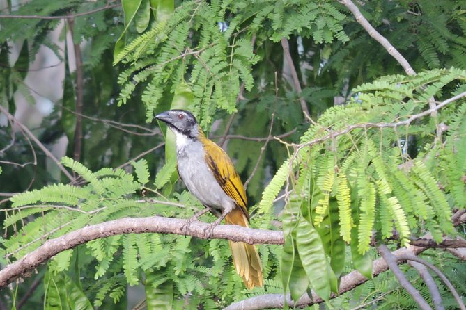 Birdwatching Cancun - Getting there: Cancun and Puerto Morelos pickup, small group rides