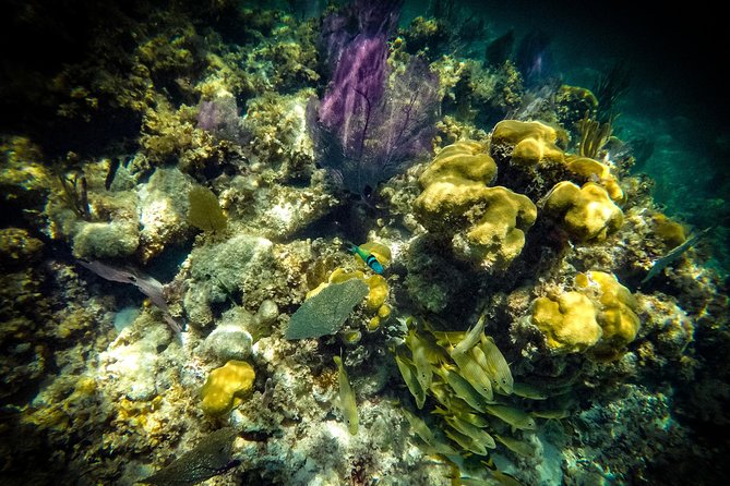 Breathtaking experience driving a speedboat in Cancun with Snorkeling included - Price and value: $55 ticket plus the $20 port fee