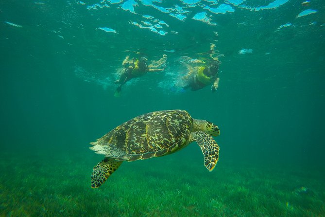 Cancun Adventure: Reef Snorkeling & Parasailing Experience - Who This Cancun Combo Adventure Is Best For