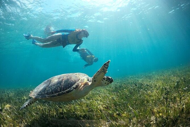 Cancun Combo Adventure: 4 Reef Snorkeling Stops & Parasailing - Four Snorkeling Stops: Great Mayan Reef, Underwater Art, Turtles, and a Sunken Ship