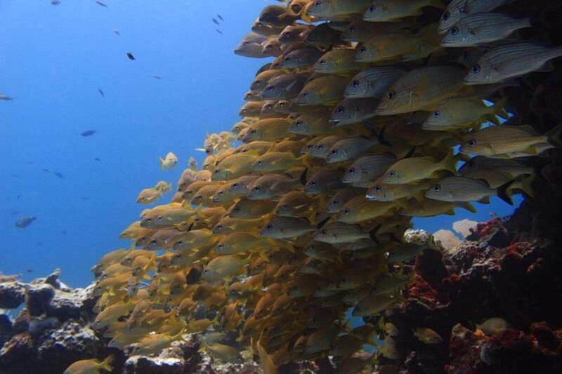 Cancun: Dive Underwater Museum & Manchones Reef - Key Highlights You’ll Feel the Moment You’re in the Water