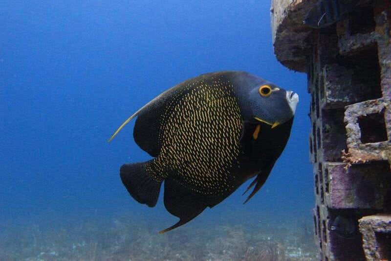 Cancun: Dive Underwater Museum & Manchones Reef - Who This Tour Fits Best in Cancun (and Who Should Skip It)