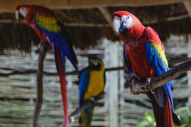 Cancun Extreme Zipline Canopy Tour - Cenote Swim: What It’s Like After the Subterranean Zip