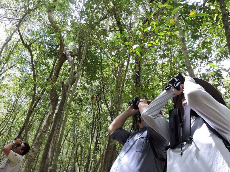 Cancún: Guided Birdwatching Hike - Key things to know before you go