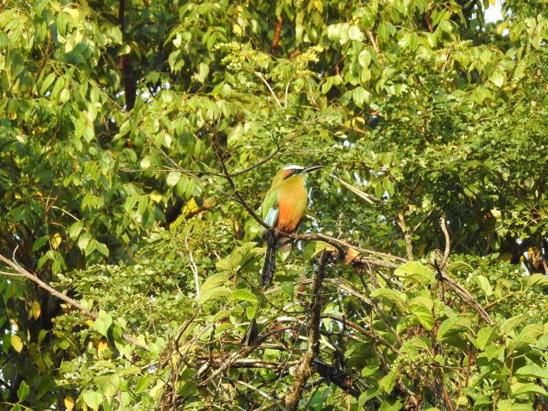 Cancún: Guided Birdwatching Hike - FAQ