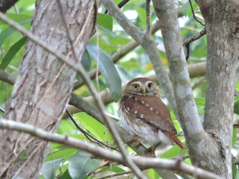 Cancún: Guided Birdwatching Hike - Ruta de los Cenotes: the 3-hour wildlife viewing stretch