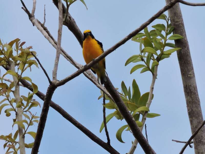 Cancún: Guided Birdwatching Hike - What 30+ species means in real life