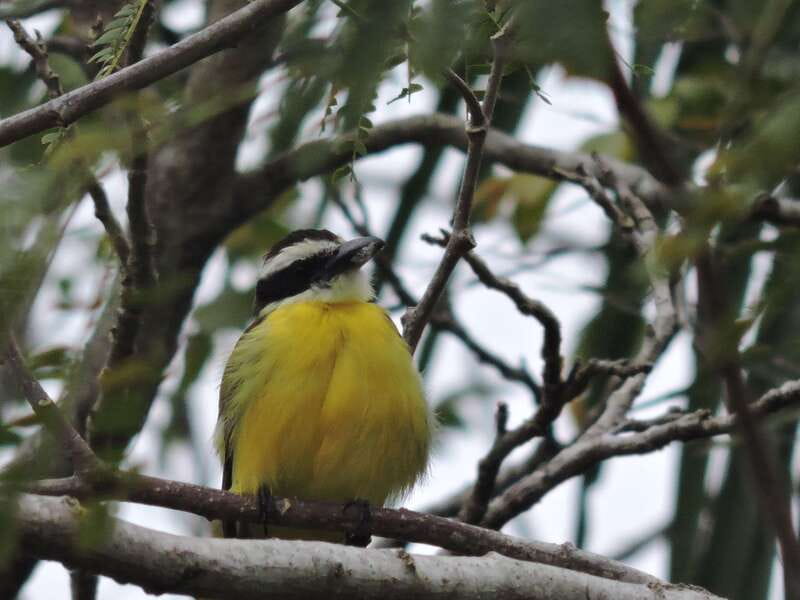 Cancún: Guided Birdwatching Hike - The day flow: early pickup, then back before midday