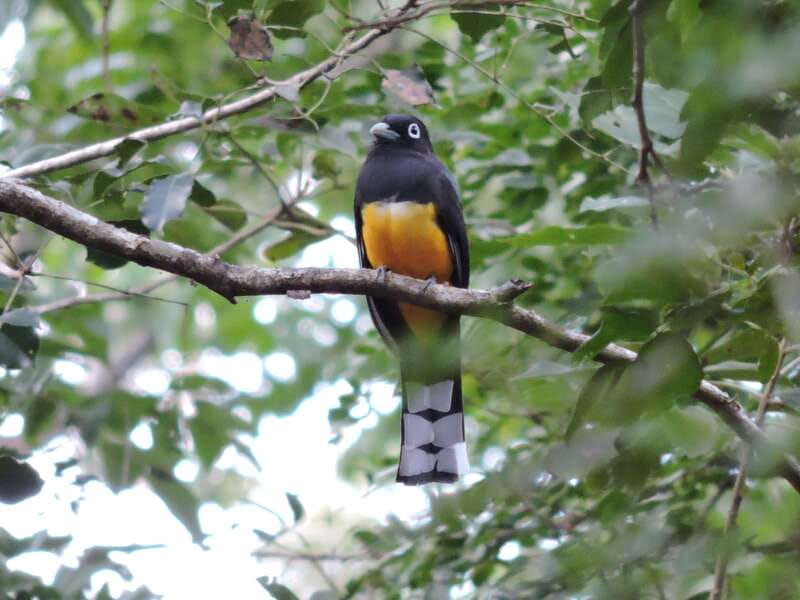 Cancún: Guided Birdwatching Hike - Who this birdwatching hike is best for