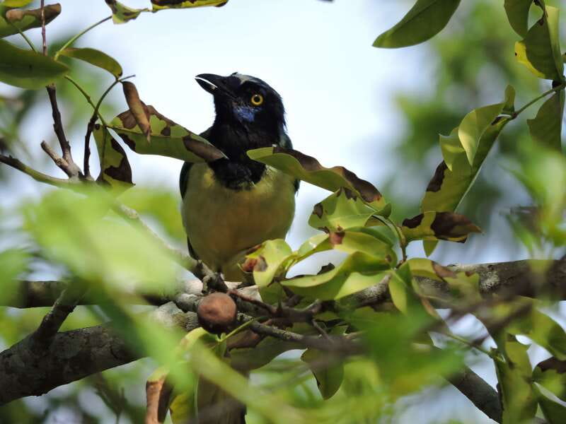 Cancún: Guided Birdwatching Hike - Should you book this Cancún birdwatching hike?