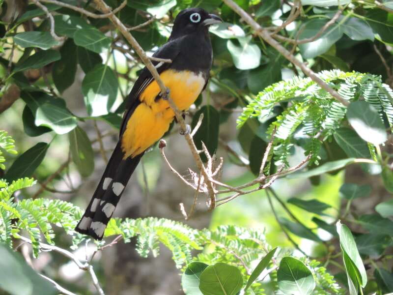 Cancún: Guided Birdwatching Hike - Meet your birding guide and settle into the hunt