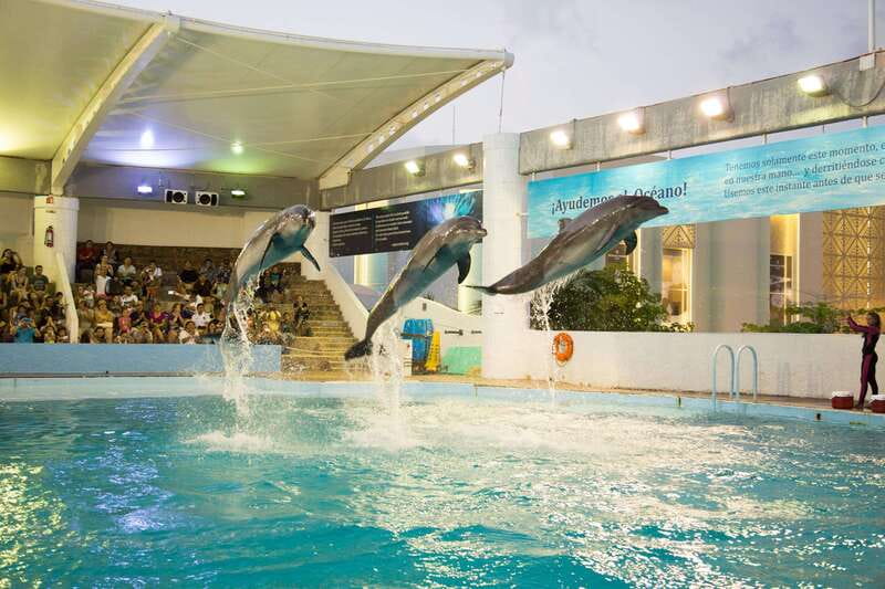 Cancún Interactive Aquarium Admission + Dolphin Presentation - The walk-through fish tank areas: 1,195 specimens worth the ticket