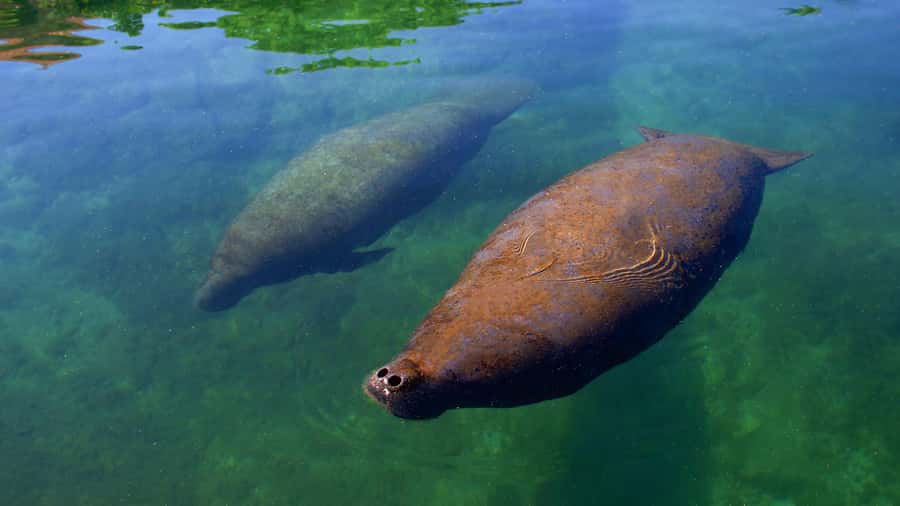Cancún: Manatee Encounter on Isla Mujeres with Buffet Lunch - Key things to know before your manatee hug