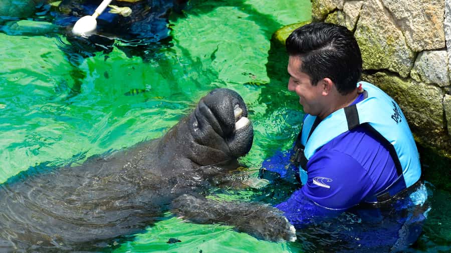 Cancún: Manatee Encounter on Isla Mujeres with Buffet Lunch - Why a manatee encounter feels easier than most animal tours