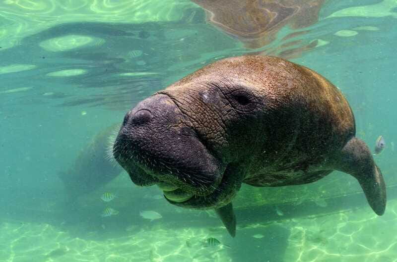 Cancún: Manatee Encounter on Isla Mujeres with Buffet Lunch - The manatee encounter: what you do, how it feels, and what you can’t do
