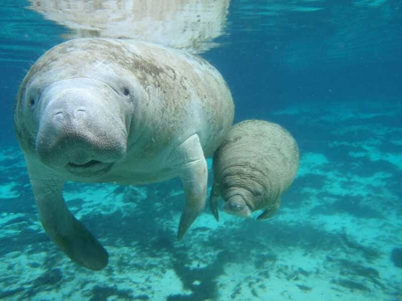 Cancún: Manatee Encounter on Isla Mujeres with Buffet Lunch - Price and value: $55 plus dock fee and optional photo costs