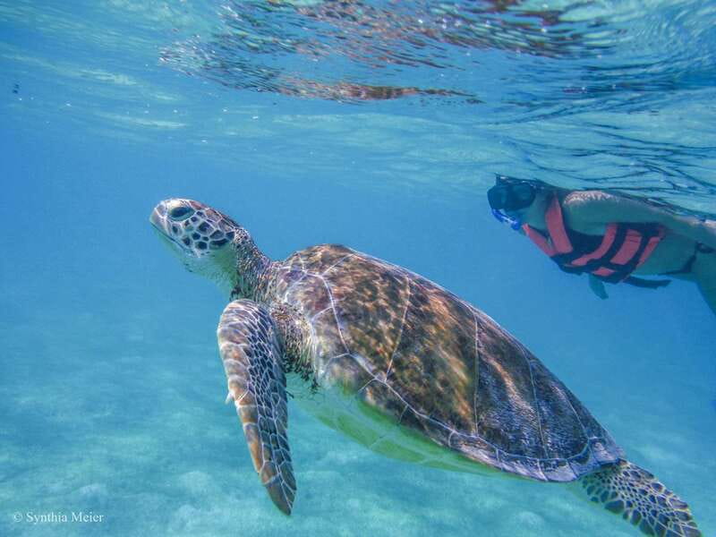 Cancun: Marine Turtle Observation in Akumal - Akumal’s turtle water: what makes this spot work