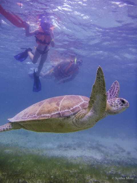 Cancun: Marine Turtle Observation in Akumal - The guide role: biologist storytelling plus real safety work