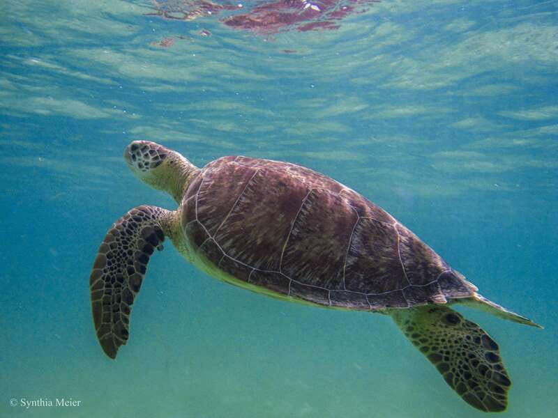 Cancun: Marine Turtle Observation in Akumal - What to bring so your day runs smoothly