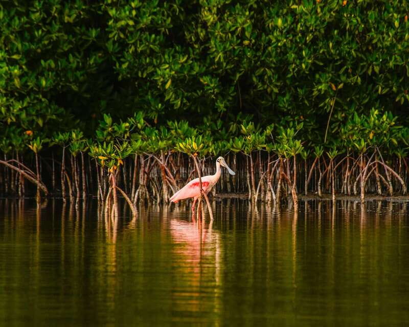 Cancún: Morning or Sunset Kayak Adventure in Nichupte Lagoon - Timing: morning vs sunset, and when the birds matter