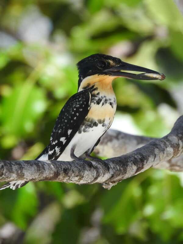 Cancún: Morning or Sunset Kayak Adventure in Nichupte Lagoon - Price and value: why this $50 kayak tour can make sense