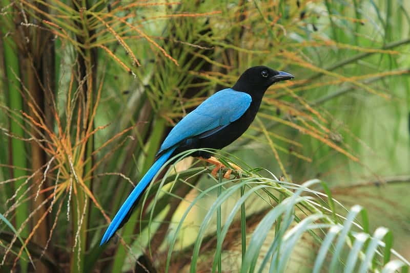 Cancun: Private Birdwatching Tour - Why This Birdwatching Tour Starts Before Sunrise
