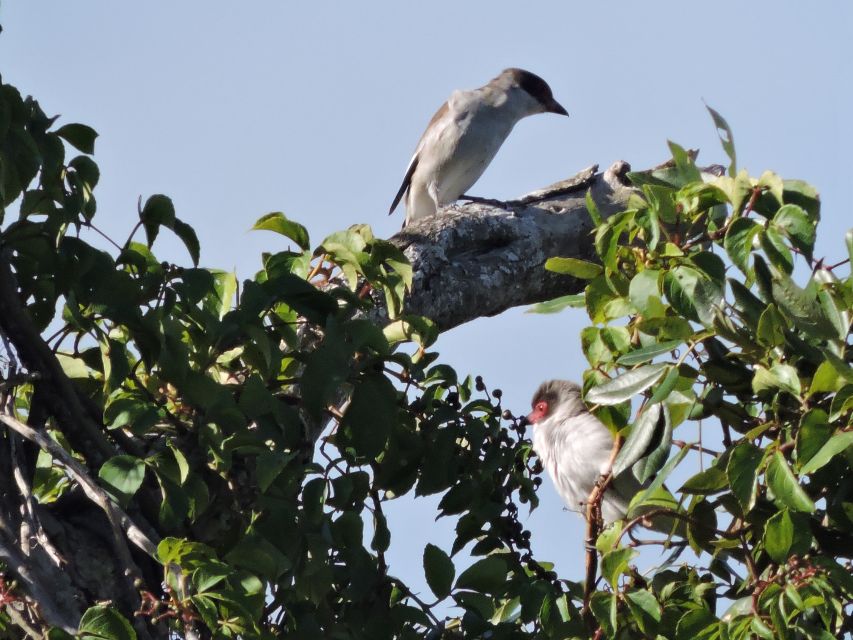Cancun: Private Birdwatching Tour - FAQ
