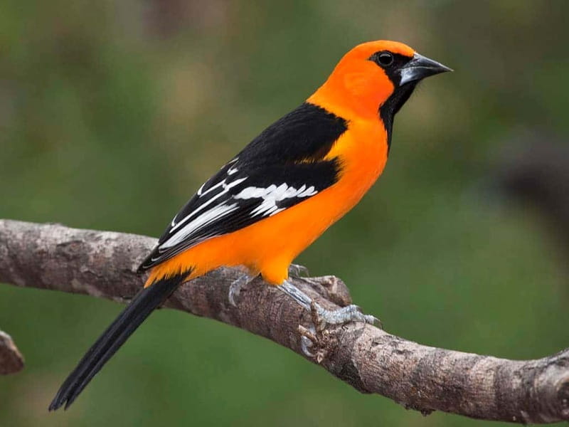 Cancun: Private Birdwatching Tour - Ruta de los Cenotes Biosphere Reserve: Your Birdwatching Zone