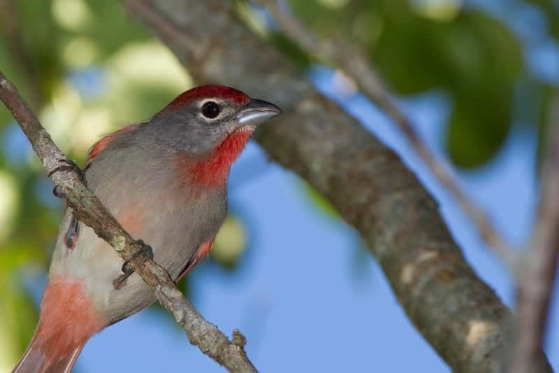Cancun: Private Birdwatching Tour - The 6-Hour Rhythm: Pickup, Jungle Walk, and Snack Time