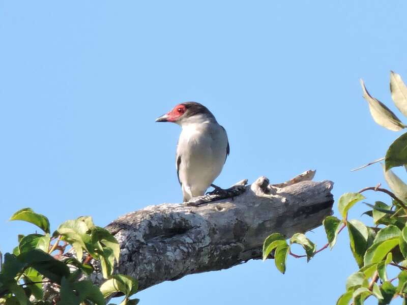 Cancun: Private Birdwatching Tour - Packing Like a Birder: Comfort, Camera, and Sun Sense
