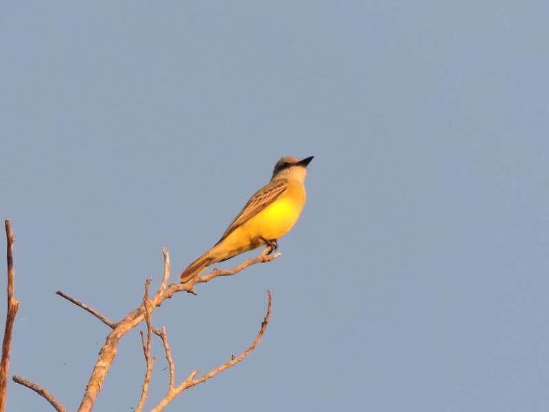 Cancun: Private Birdwatching Tour - Price and Value for a Private Group of Up to 4