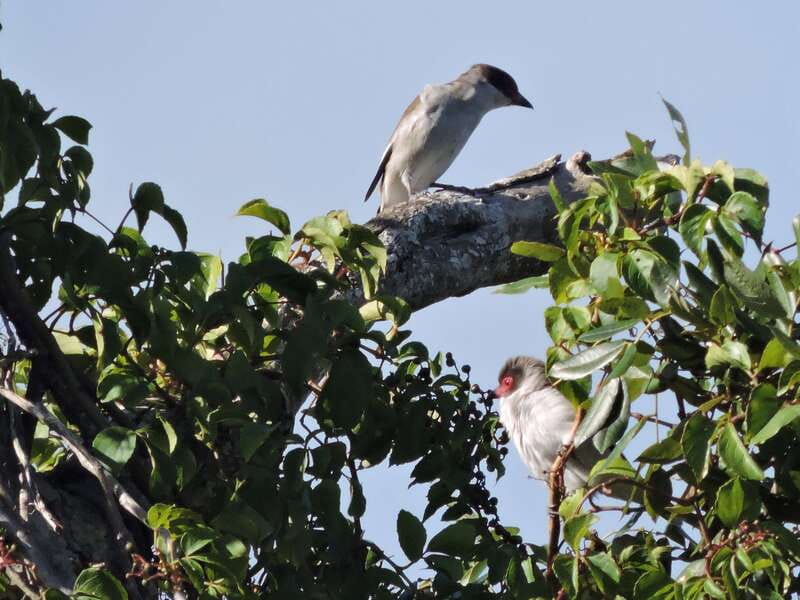Cancun: Private Birdwatching Tour - Who Should Book This Cancun Birdwatching Tour