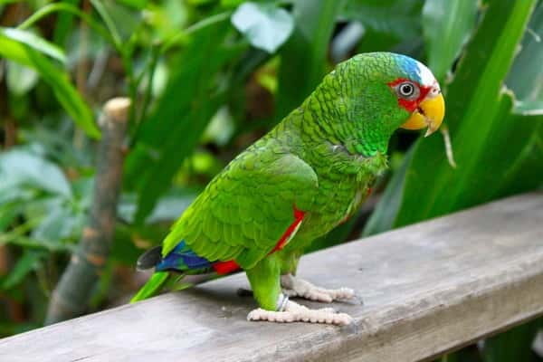 Cancun: Private Birdwatching Tour - Carlos-Style Guidance: Finding Birds by Ear and Eye