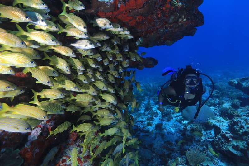 Cancun: Scuba Diving for Beginners, 2 Dives - The hidden costs: MUSA entrance fee, photo options, and transportation