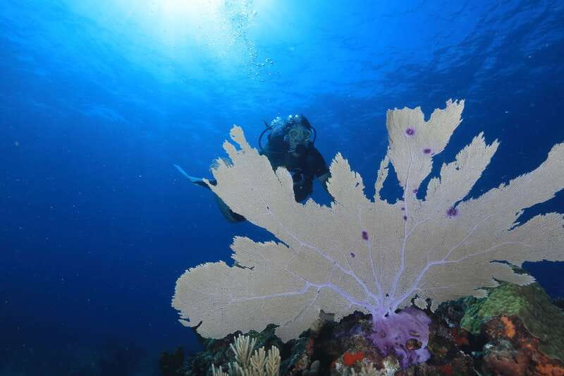 Cancun: Scuba Diving for Beginners, 2 Dives - Group size and guide attention: how instruction stays personal