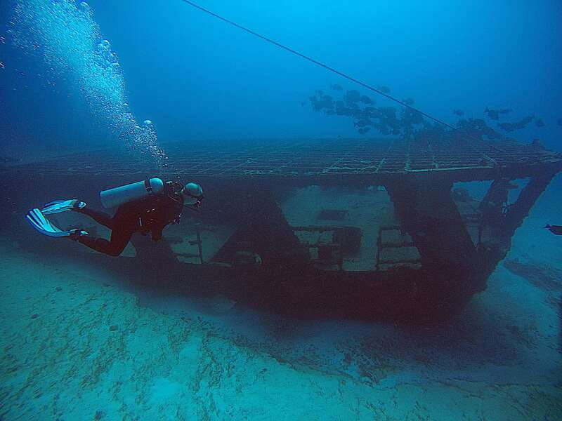 Cancun: Scuba Diving for Certified Divers, 3 options to dive - Marine life highlights: what you’re likely to spot in Cancun waters