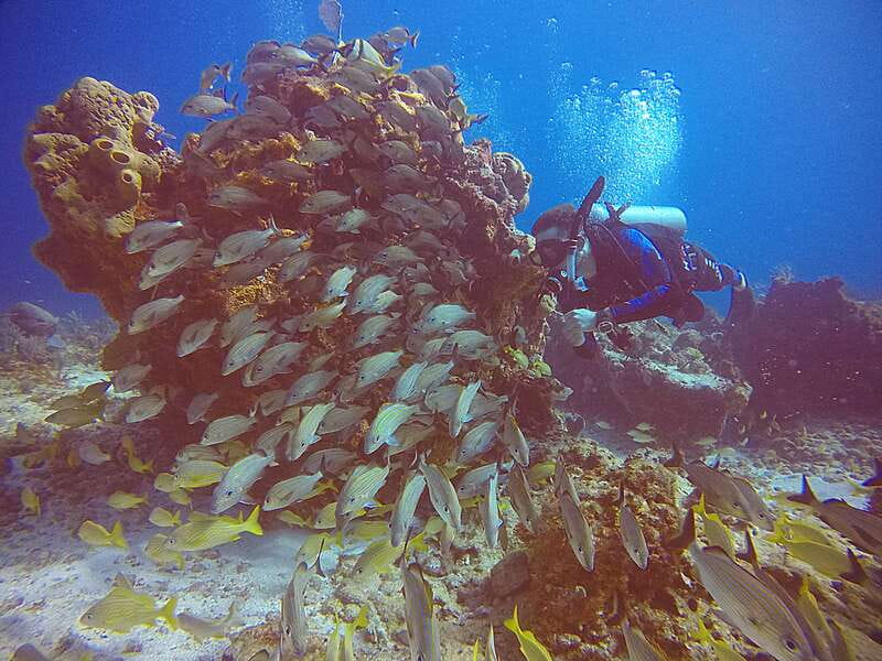 Cancun: Scuba Diving for Certified Divers, 3 options to dive - What the small group size changes (and why it feels calmer)