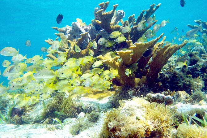 Cancun Snorkeling Adventure: Underwater Museum, Reef & Shipwreck - Stop 1: MUSA Underwater Museum, Statues, and Art Galleries