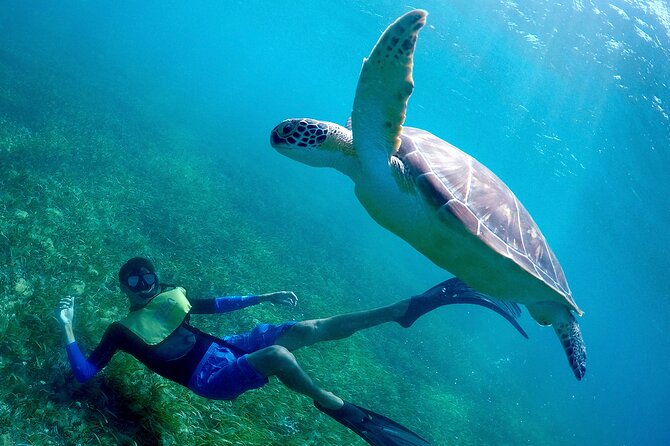 Cancun Snorkeling Adventure: Underwater Museum, Reef & Shipwreck - Stop 2: El Meco Reef, Turtles, Rays, and the Shipwreck