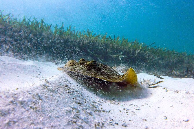 Cancun Snorkeling Adventure: Underwater Museum, Reef & Shipwreck - How the Guides Keep You Safe (and Make It Enjoyable)