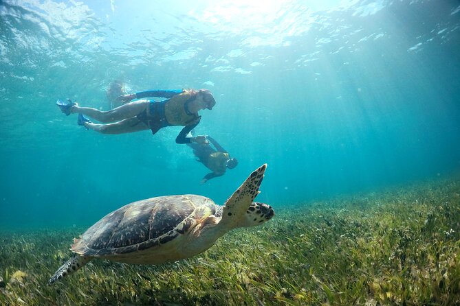Cancun Snorkeling Tour: Swim with Turtles, Reef, Underwater Museum and Shipwreck - Meeting point and pickup: how to show up without stress