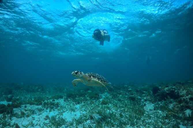 Cancun Snorkeling Tour: Swim with Turtles, Reef, Underwater Museum and Shipwreck - Stop 1: MUSA Underwater Museum at Museo Subacuatico de Arte