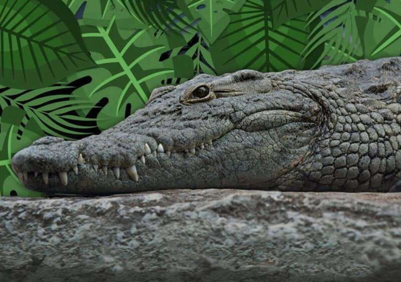 Cancun: Speedboat Adventure & Crocodile Sighting - The Mangrove Speedboat Ride: What You’re Seeing Along the Way