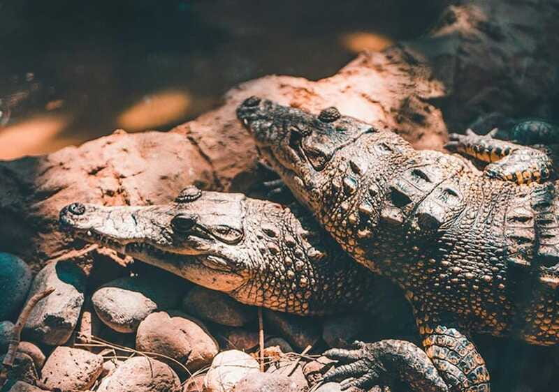Cancun: Speedboat Adventure & Crocodile Sighting - The Guide’s Wildlife Talk: Why the Explanations Matter