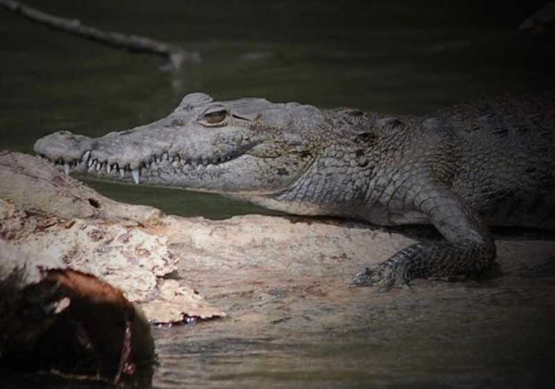 Cancun: Speedboat Adventure & Crocodile Sighting - Who This Speedboat and Crocodile Tour Is Best For
