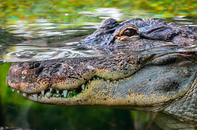 Cancun Speedboat with Crocodile Watching Jungle Tours Adventure - The Guide Matters: Personalized Bilingual Attention and Jose’s Effort