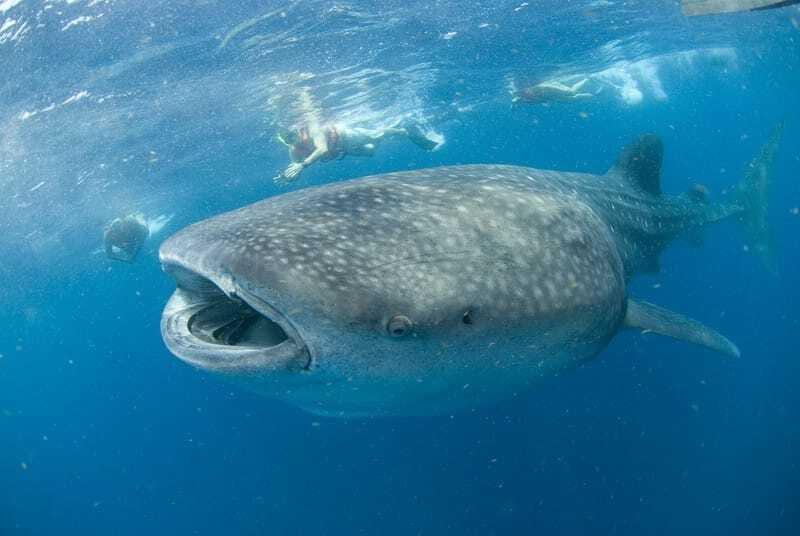 Cancún: Swim with Whale Sharks - Getting There From Cancun: Early Start, Van Comfort, and Marina Xtabay